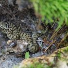 Junge Aspisviper (Vipera a.aspis)