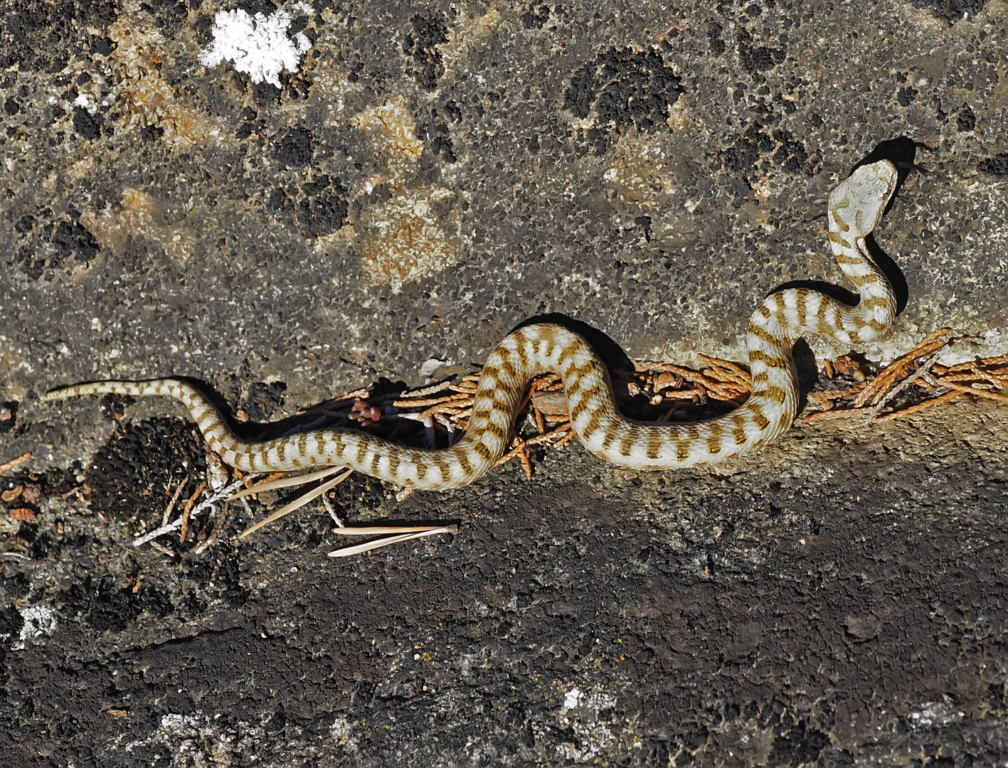 Junge Aspisviper (Vipera aspis)