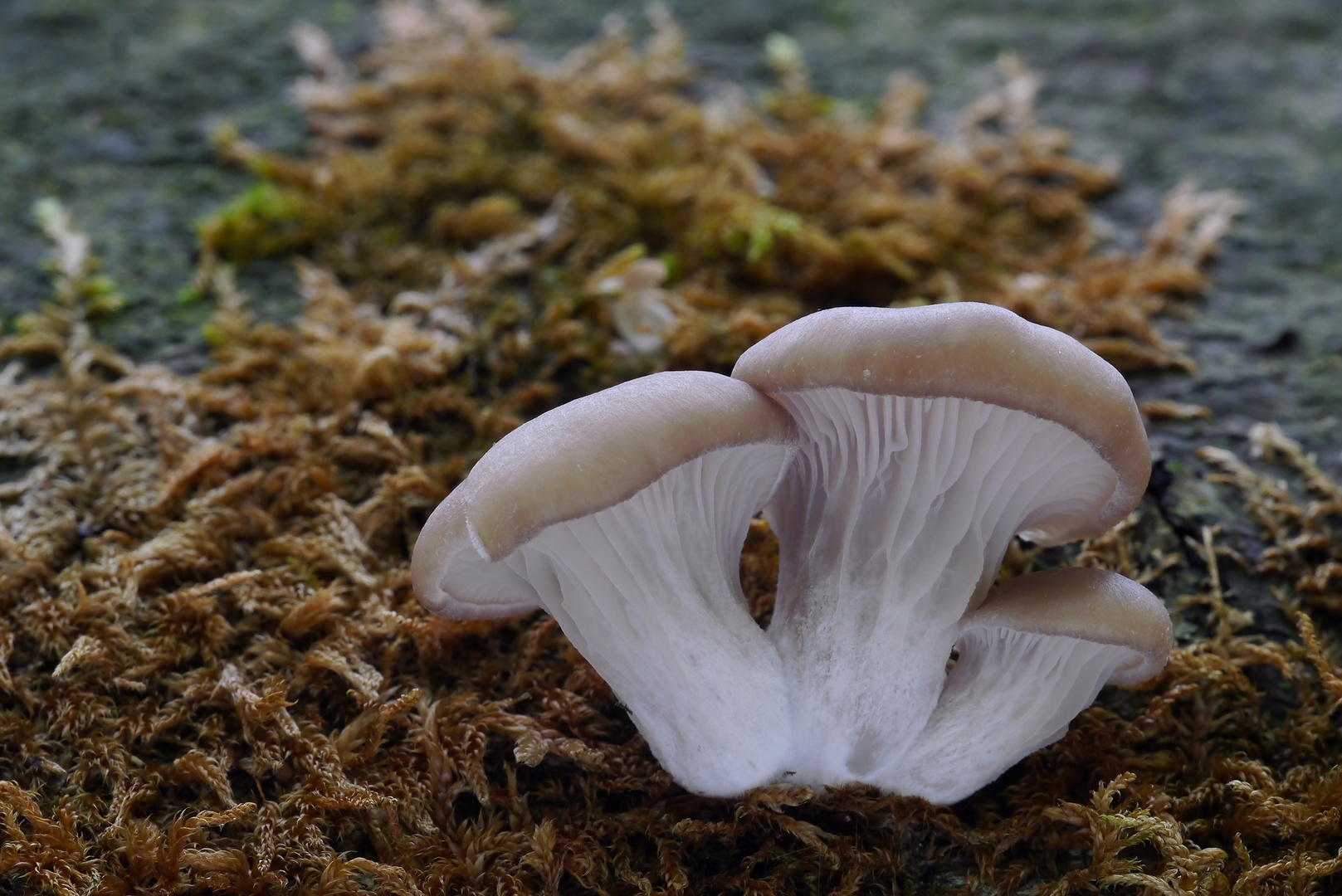 Junge Austernpilze Foto & Bild pilze, makro, natur Bilder auf