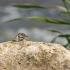 Junge Bachstelze am Donauwehr Obermarchtal