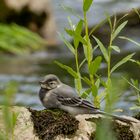 Junge Bachstelze am Donauwehr Obermarchtal