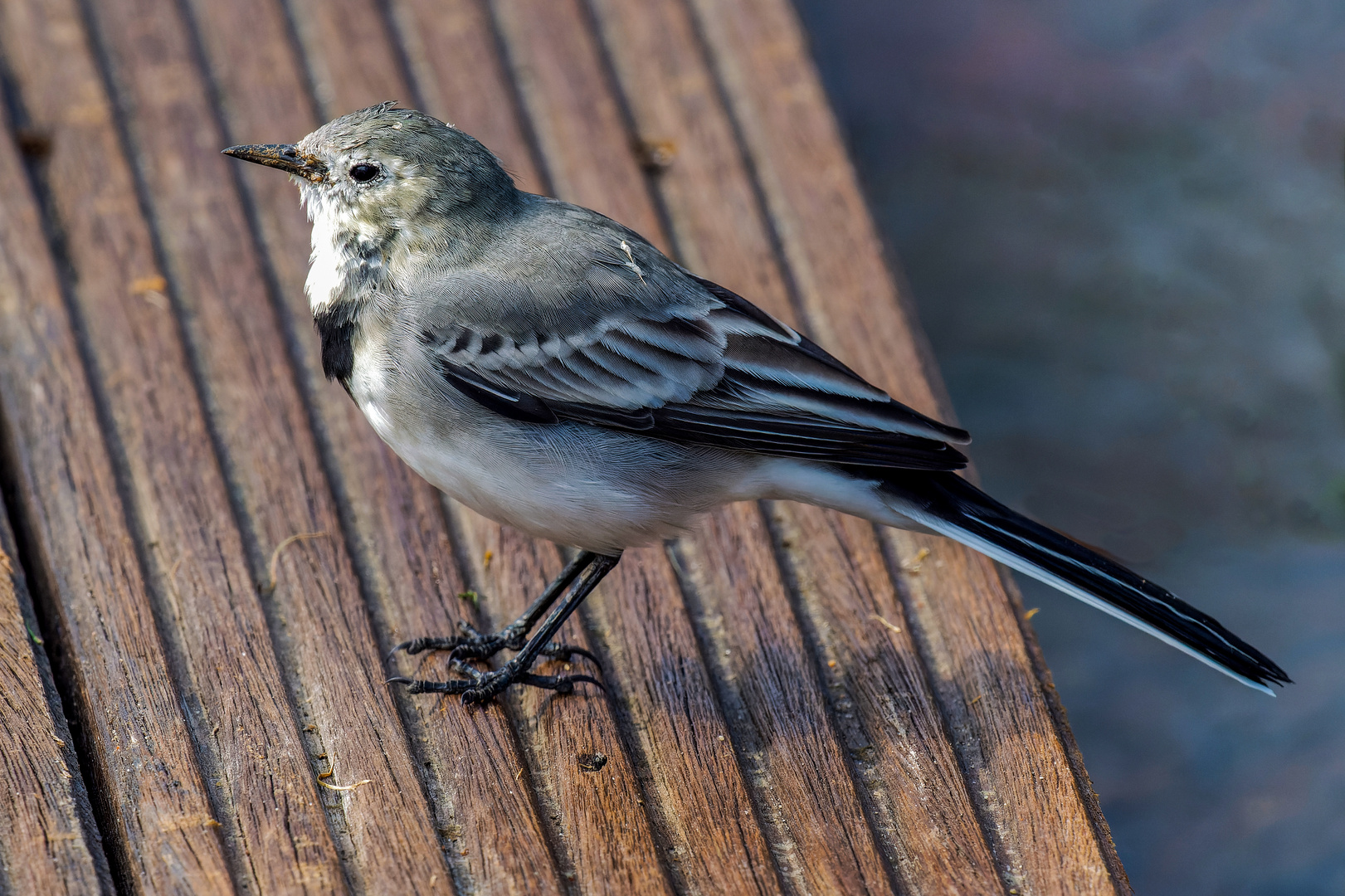 junge Bachstelze auf Terrassendiele  .....