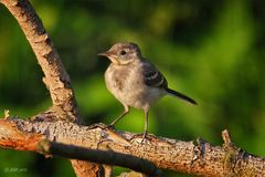 Junge Bachstelze in der Abendsonne