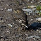 Junge Bachstelze wird flügge 12.06.11