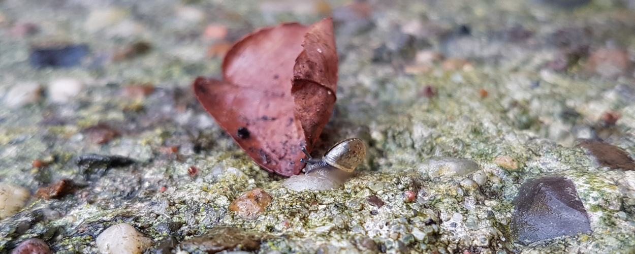 Junge bänderschnecke