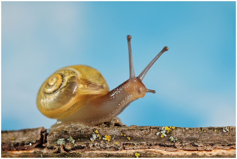 JUNGE BÄNDERSCHNECKE