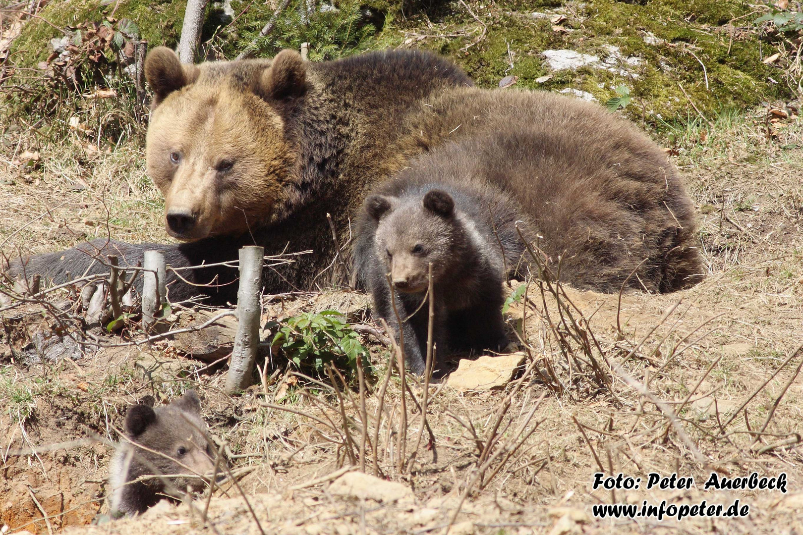 Junge Bären im Nationalpark Bayerischer Wald 2010