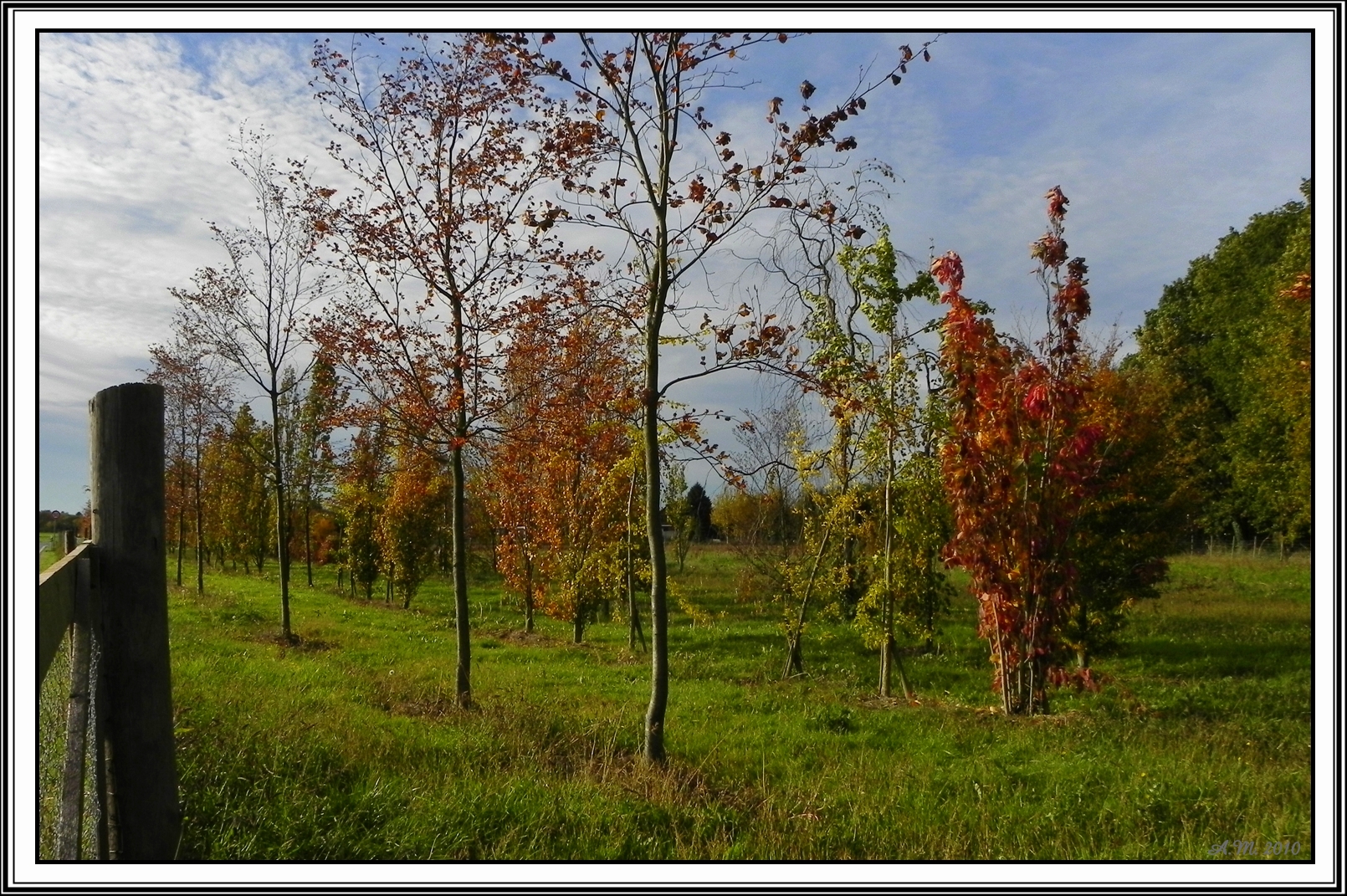 Junge Bäume im Herbst