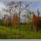 Junge Bäume im Herbst