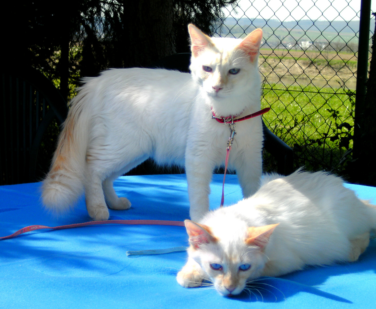 Junge Balinesen Kater