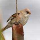 Junge Bartmeise (Panurus biarmicus) auf einem Rohrkolben 