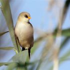  Junge Bartmeise (Panurus biarmicus)  im schwankenden Schilf