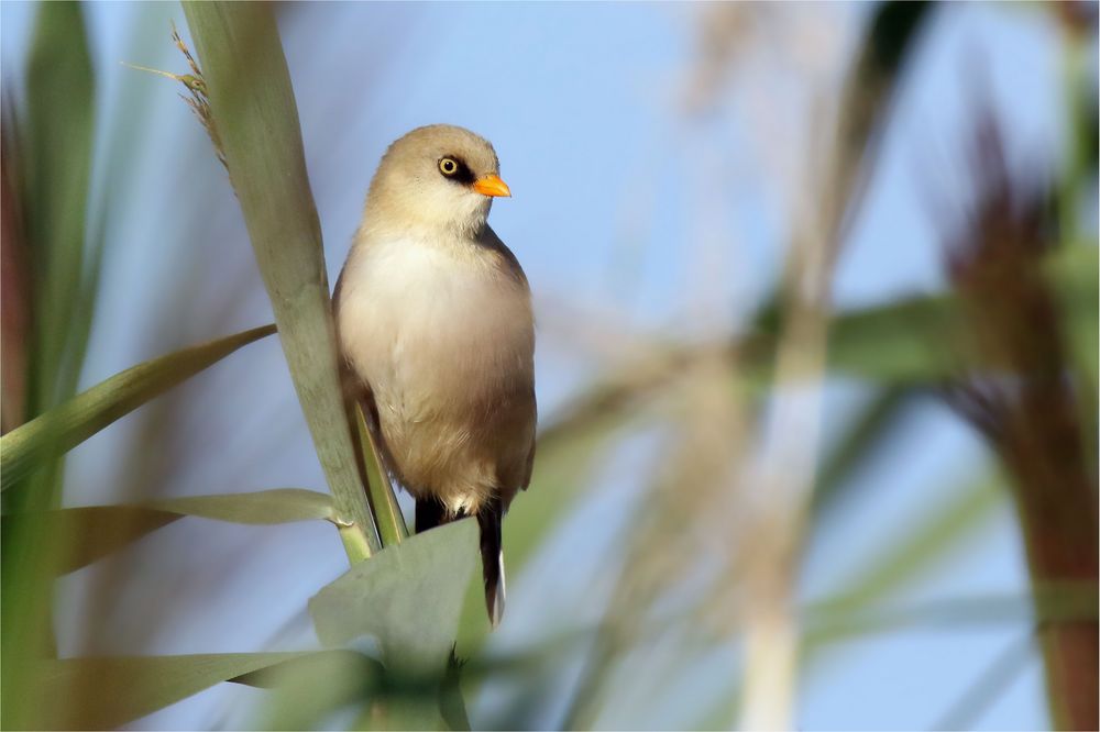  Junge Bartmeise (Panurus biarmicus)  im schwankenden Schilf