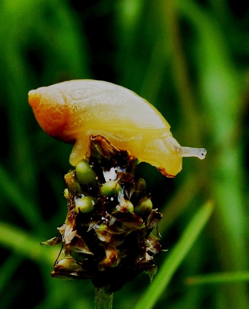 Junge Bernsteinschnecke auf einer Grasblüte