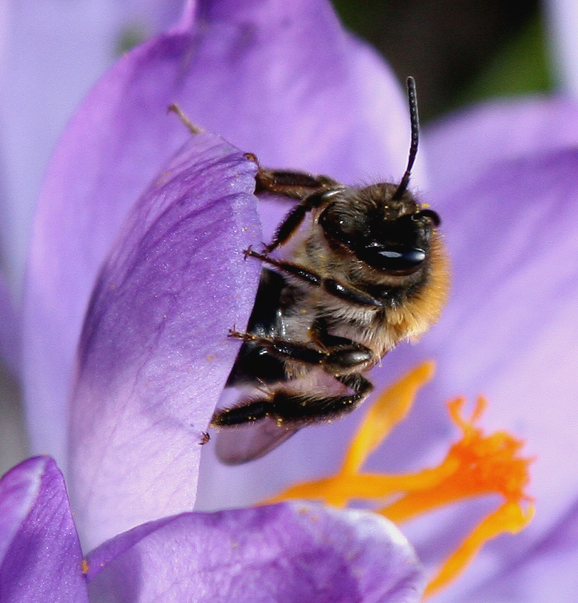 Junge Biene an einem Krokus