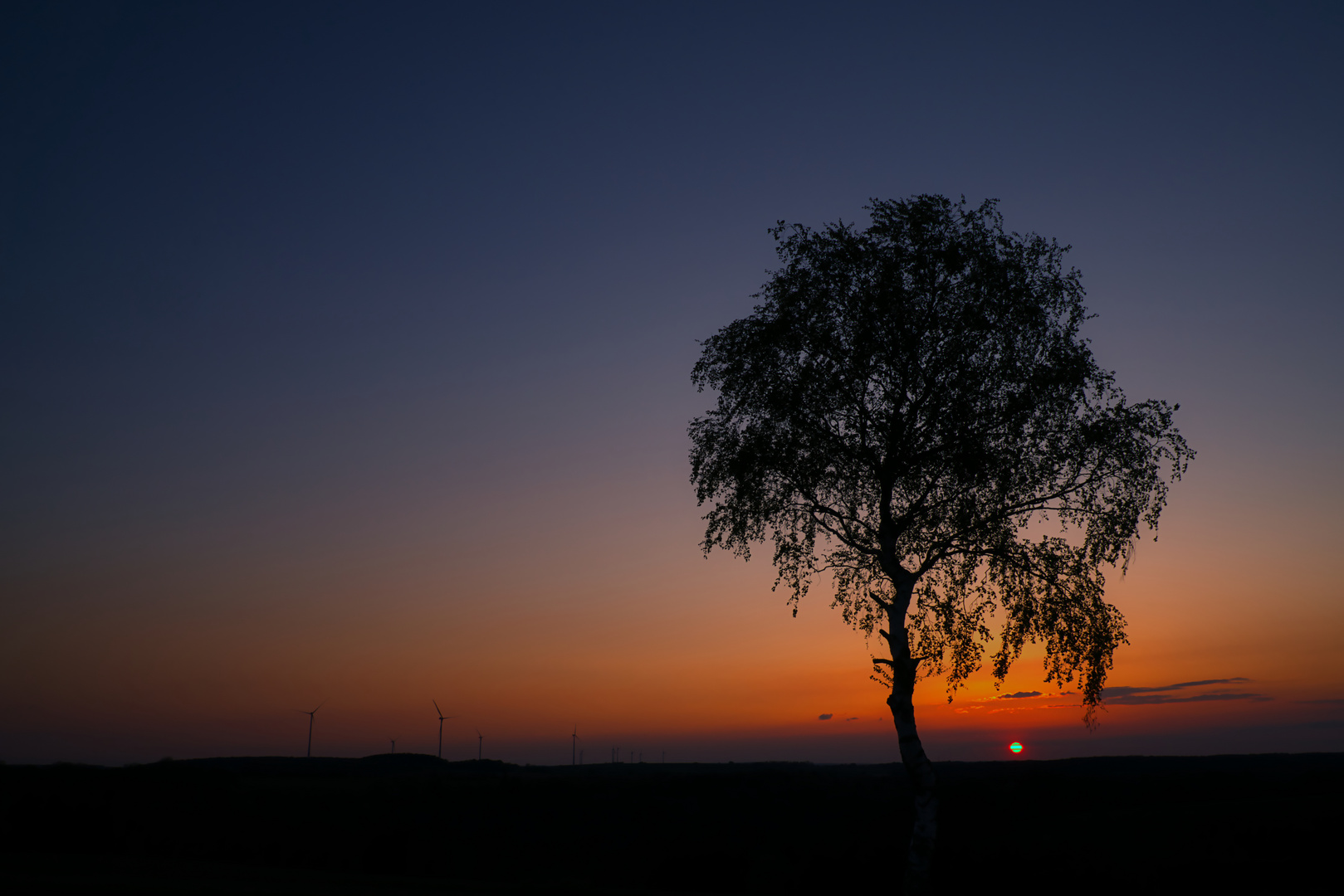 Junge Birke im Sonnenuntergang