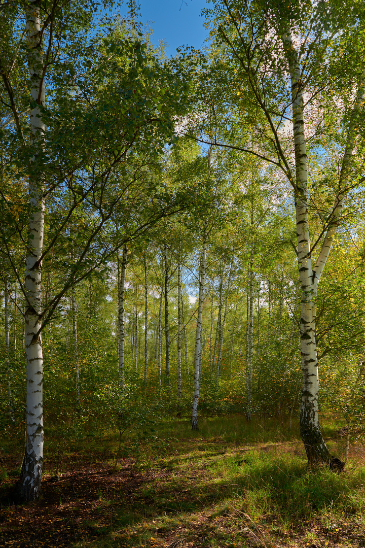 Junge Birken erwarten den Herbst