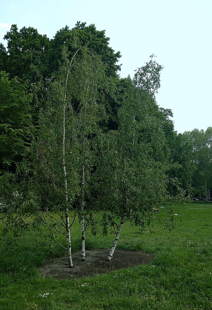 Junge Birken im Treptower Park Foto & Bild landschaft, garten
