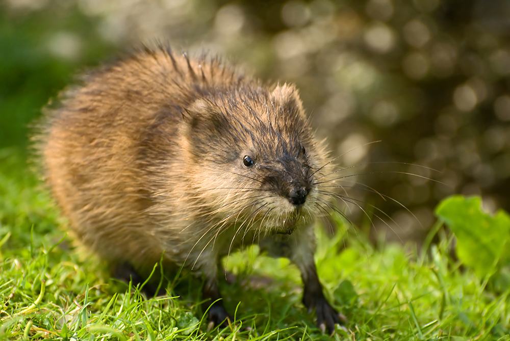 junge Bisamratte II Foto & Bild tiere, wildlife, säugetiere
