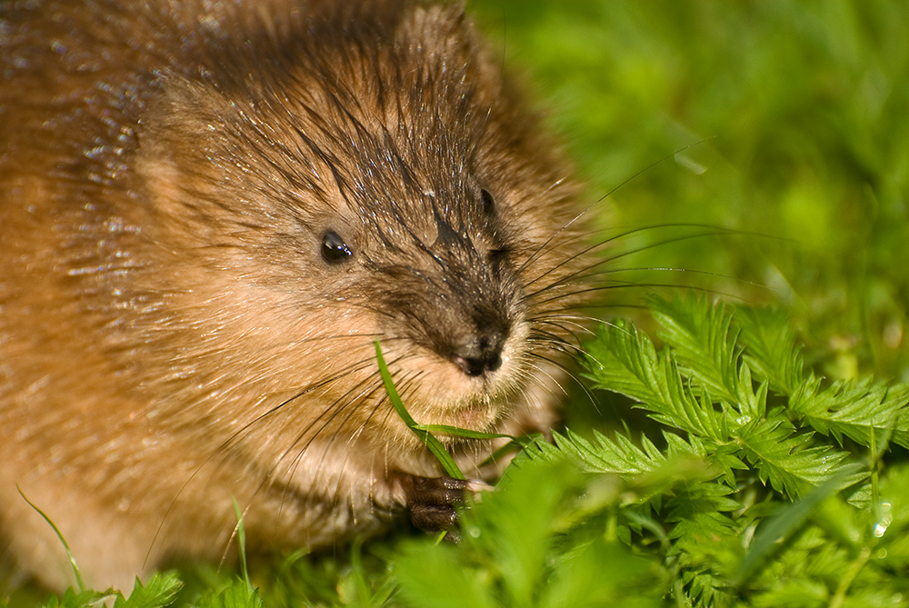 junge Bisamratte (Ondatra zibethicus) ...