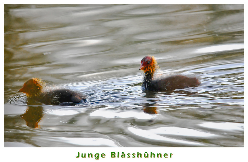 Junge Blässhühner