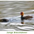 Junge Blässhühner