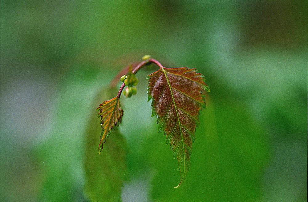 Junge Blätter