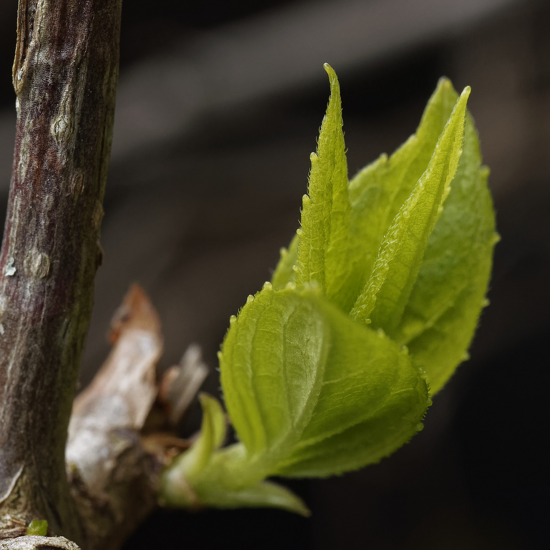 Junge Blätter der Kletterhortensie (Hydrangea petiolaris)