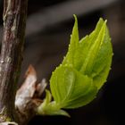 Junge Blätter der Kletterhortensie (Hydrangea petiolaris)