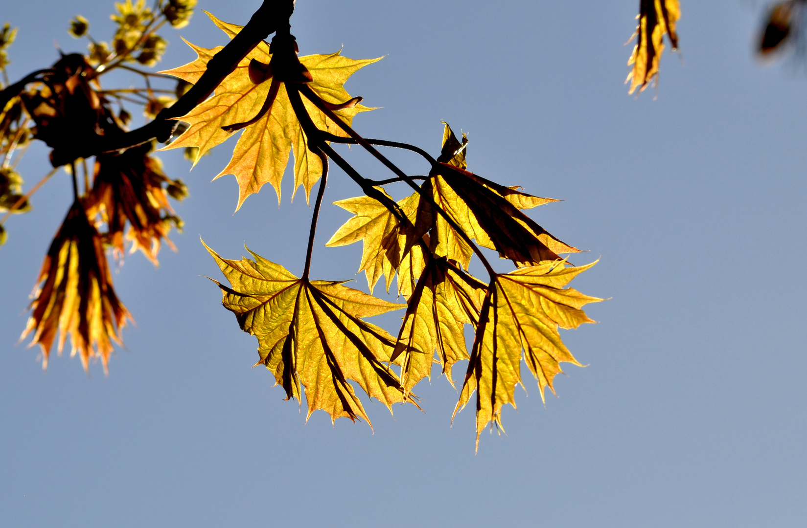 junge Blätter des Spitzahorn