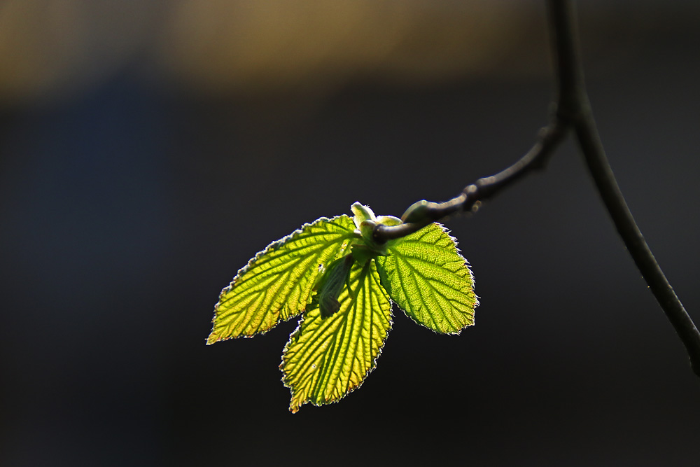 junge Blätter im Frühling 