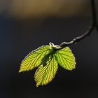 junge Blätter im Frühling 