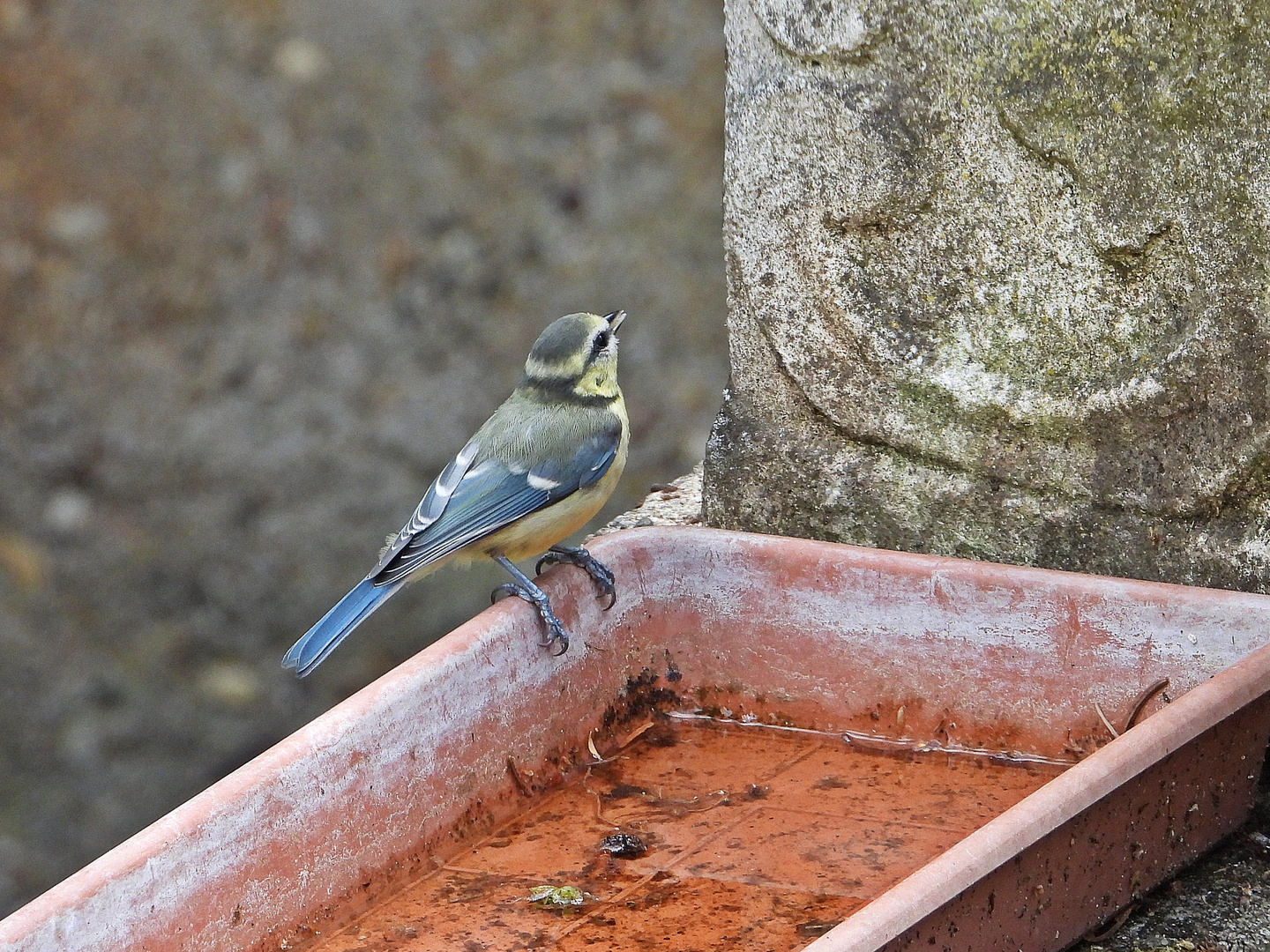 Junge Blaumeise (24.06.2023)