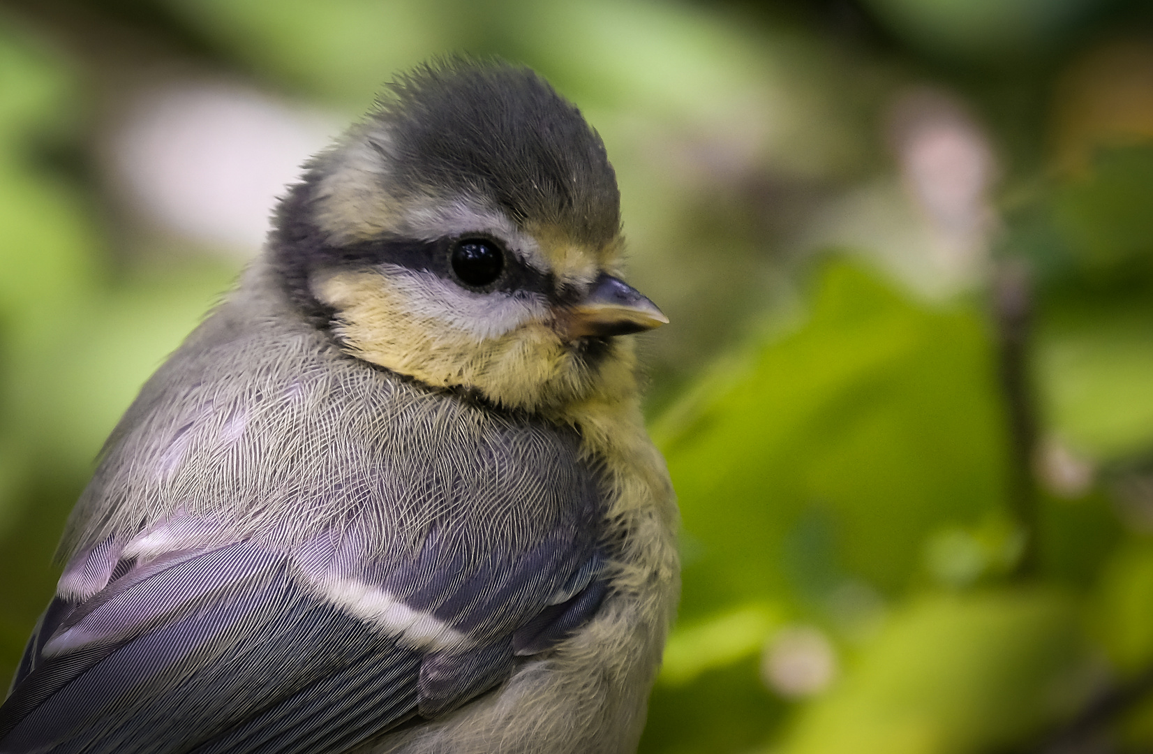 Junge Blaumeise