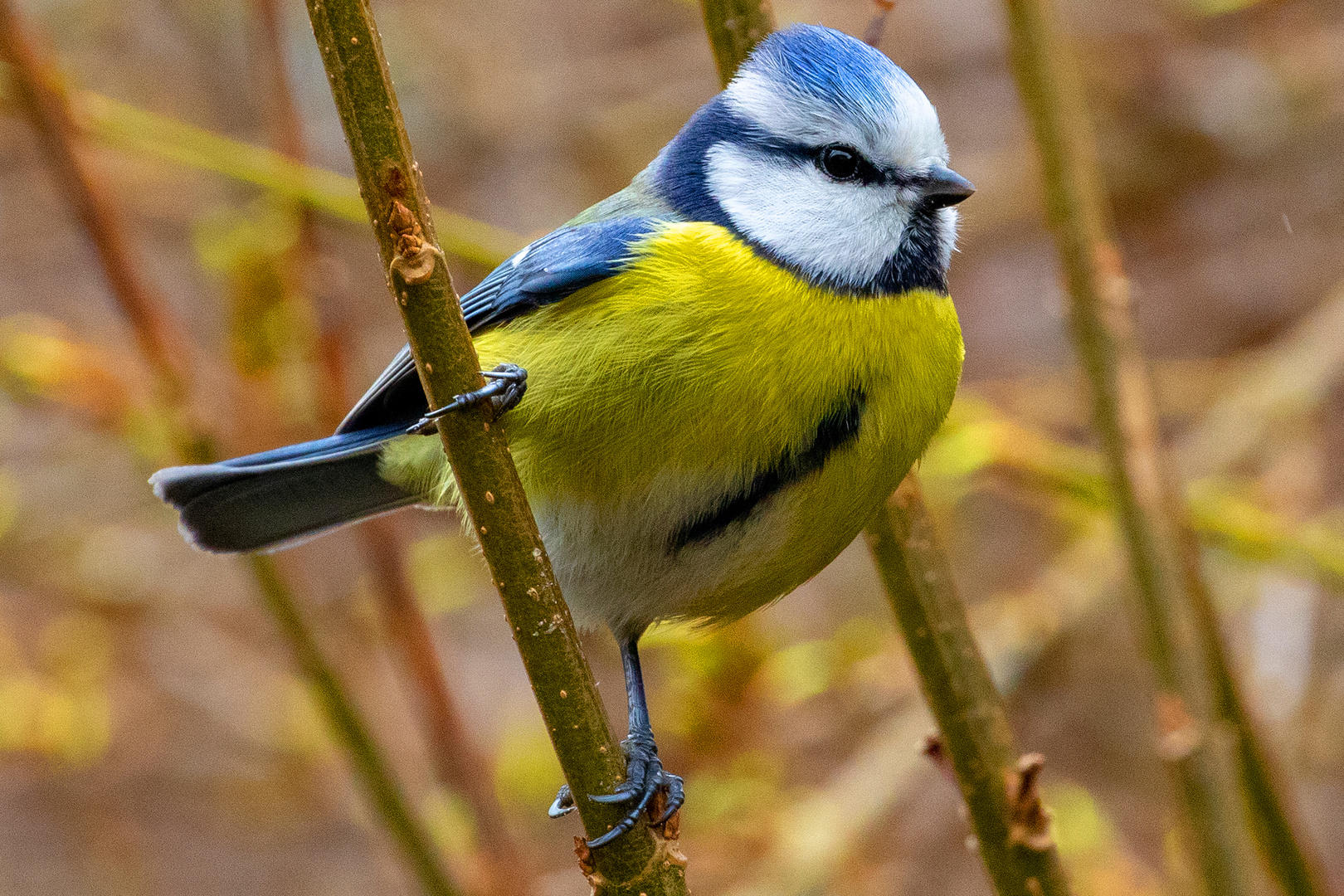 Junge Blaumeise