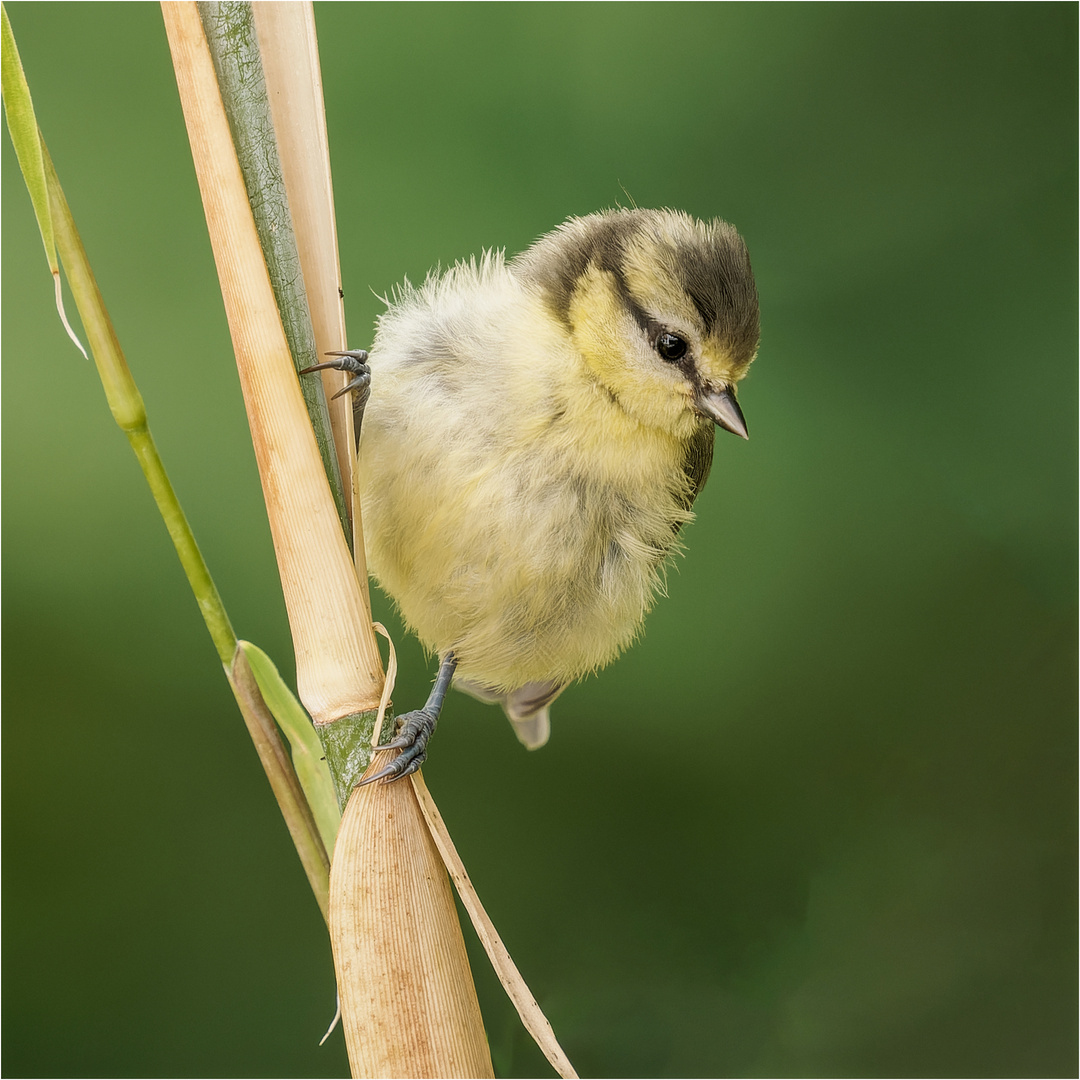 junge Blaumeise an Bambus-Stengel  .....