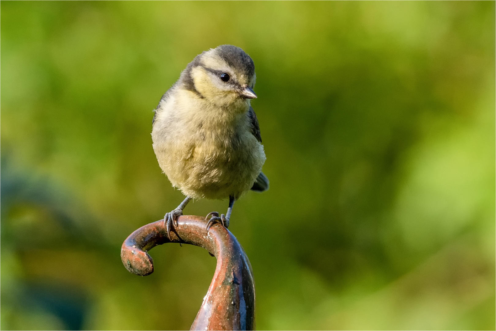 junge Blaumeise auf dem Keramik-Zipfel  .....