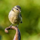 junge Blaumeise auf dem Keramik-Zipfel  .....