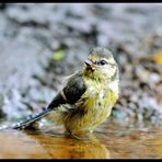 Junge Blaumeise bei der Morgentoilette -