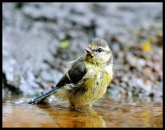 Junge Blaumeise bei der Morgentoilette -