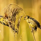 junge Blaumeise beim Futter betteln