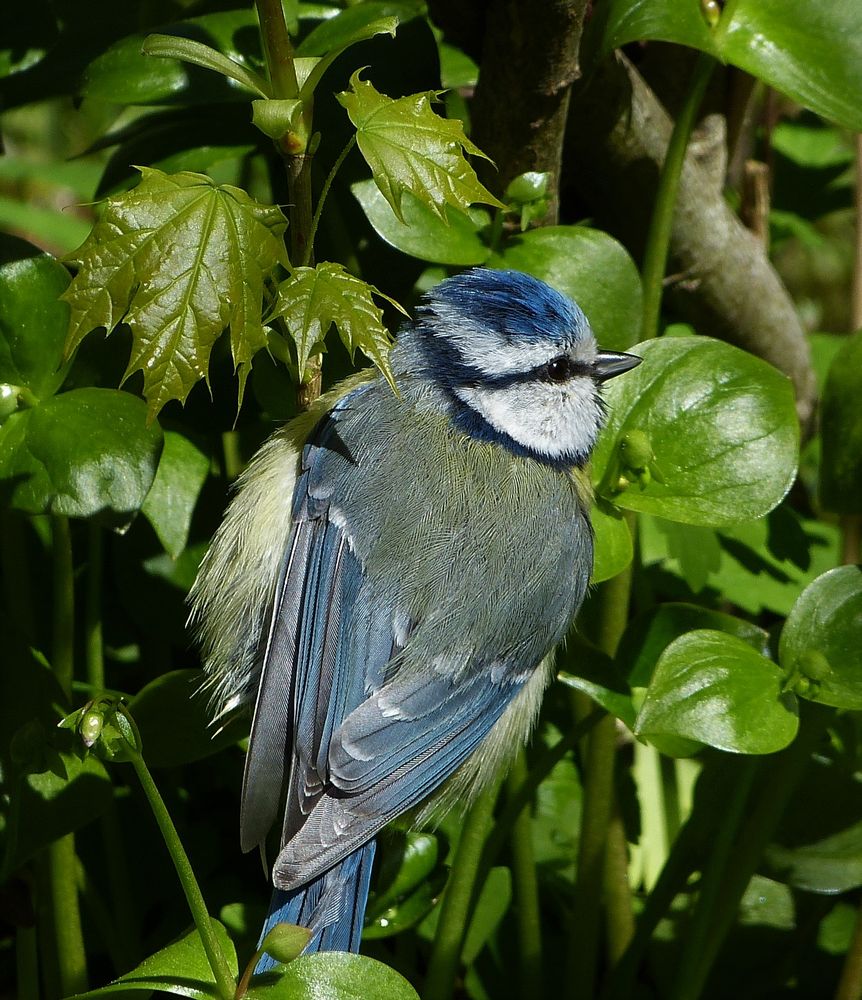 junge Blaumeise