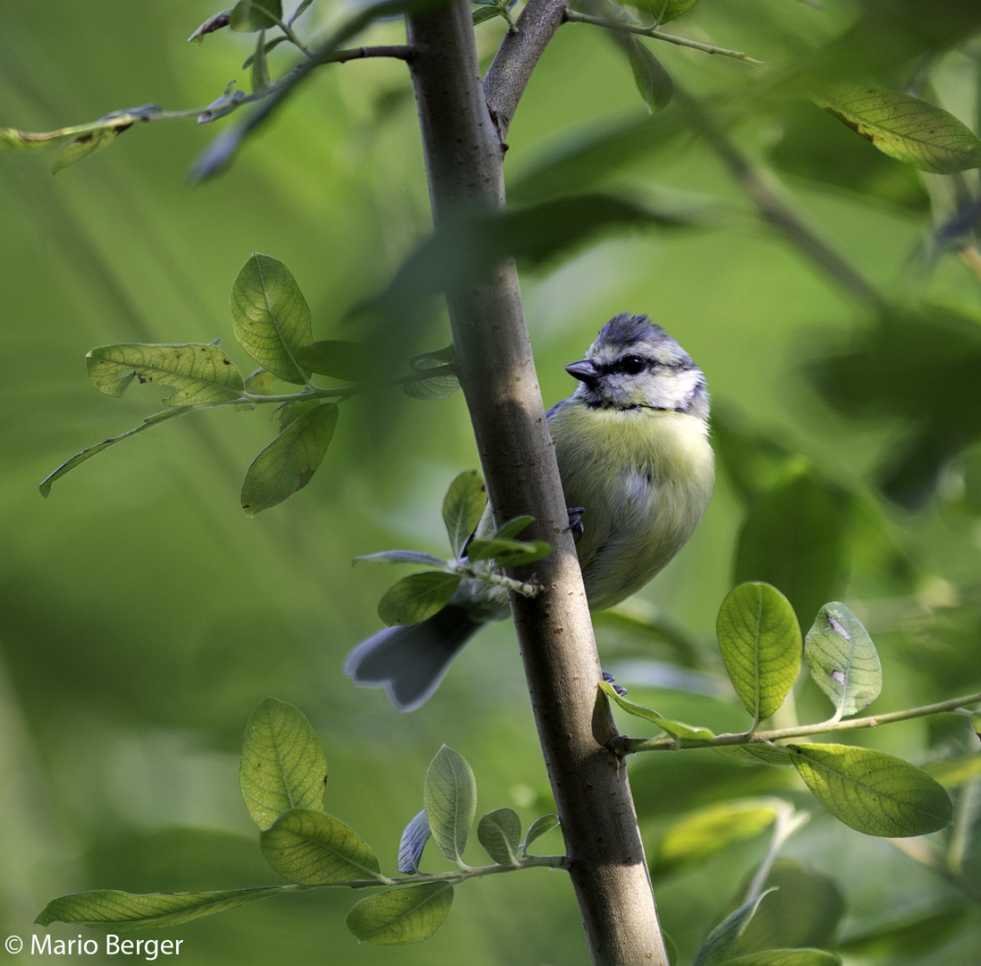 junge Blaumeise im Garten