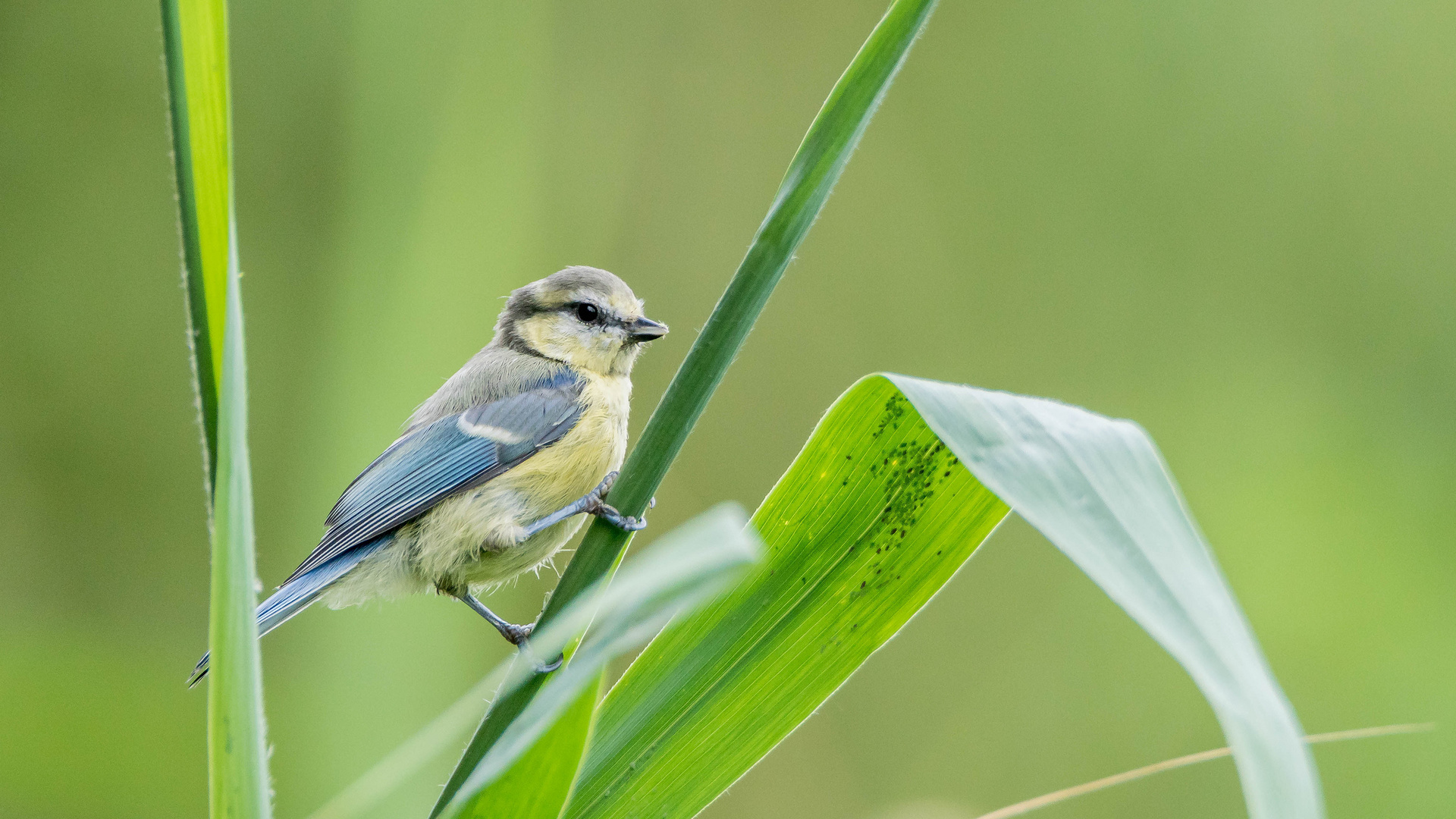 junge Blaumeise im Schilf