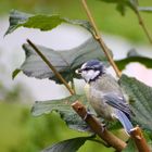 Junge Blaumeise mit Erdnuss