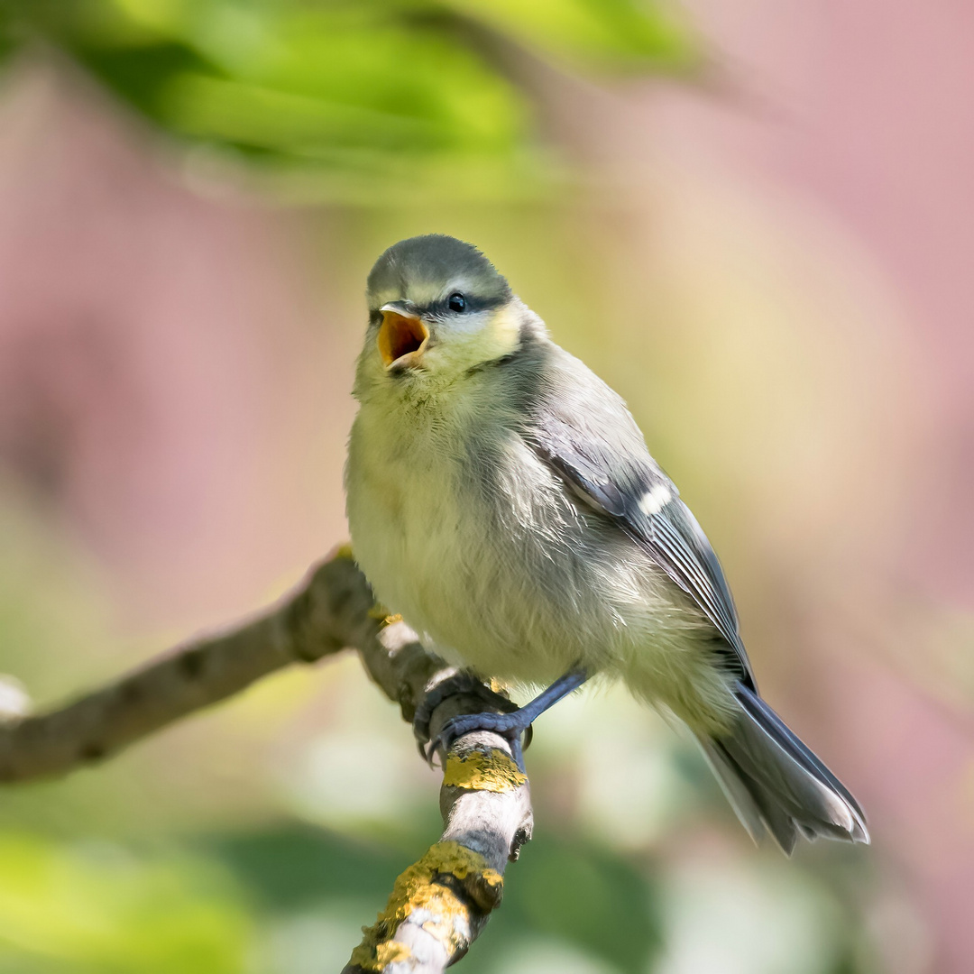 Junge Blaumeise singt schön auf ihre Weise