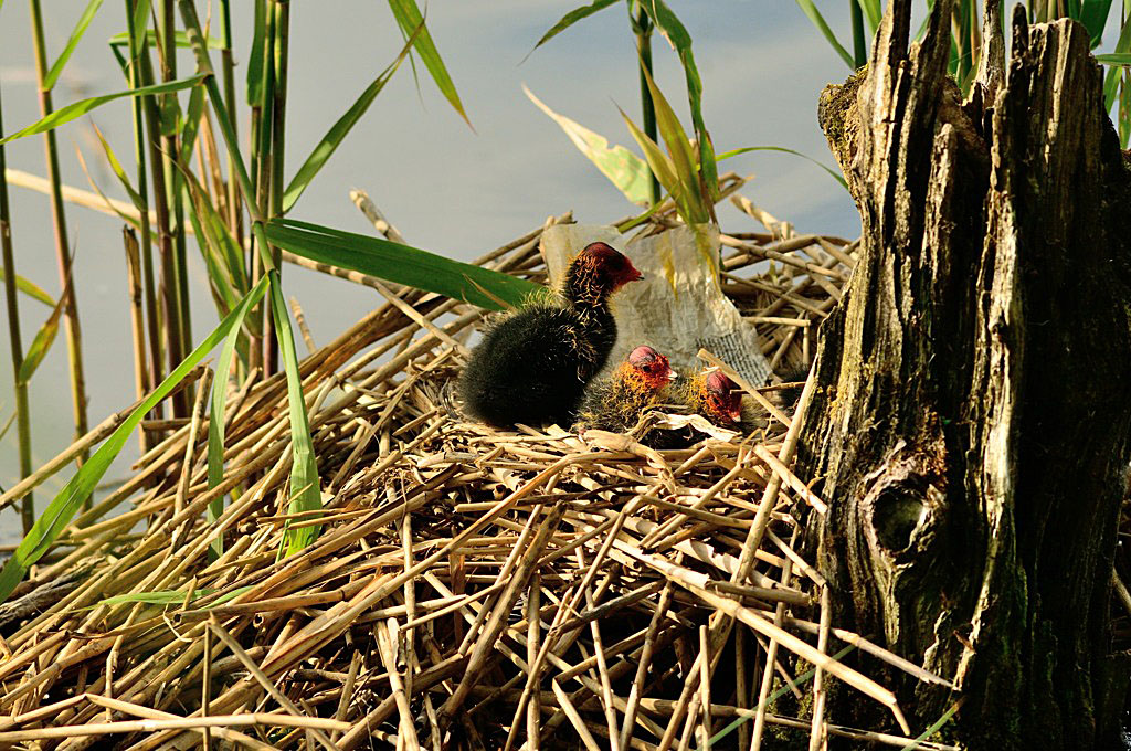 Junge Blesshühner im Nest (NSG Tibaum)
