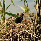 Junge Blesshühner im Nest (NSG Tibaum)