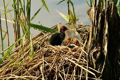 Junge Blesshühner im Nest (NSG Tibaum)