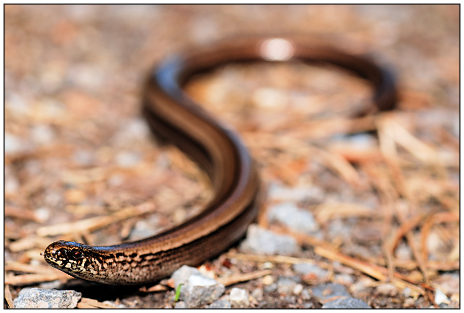 junge Blindschleiche ... Foto & Bild | tiere, wildlife ...